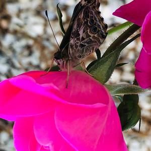 Meet your Posher, Denise